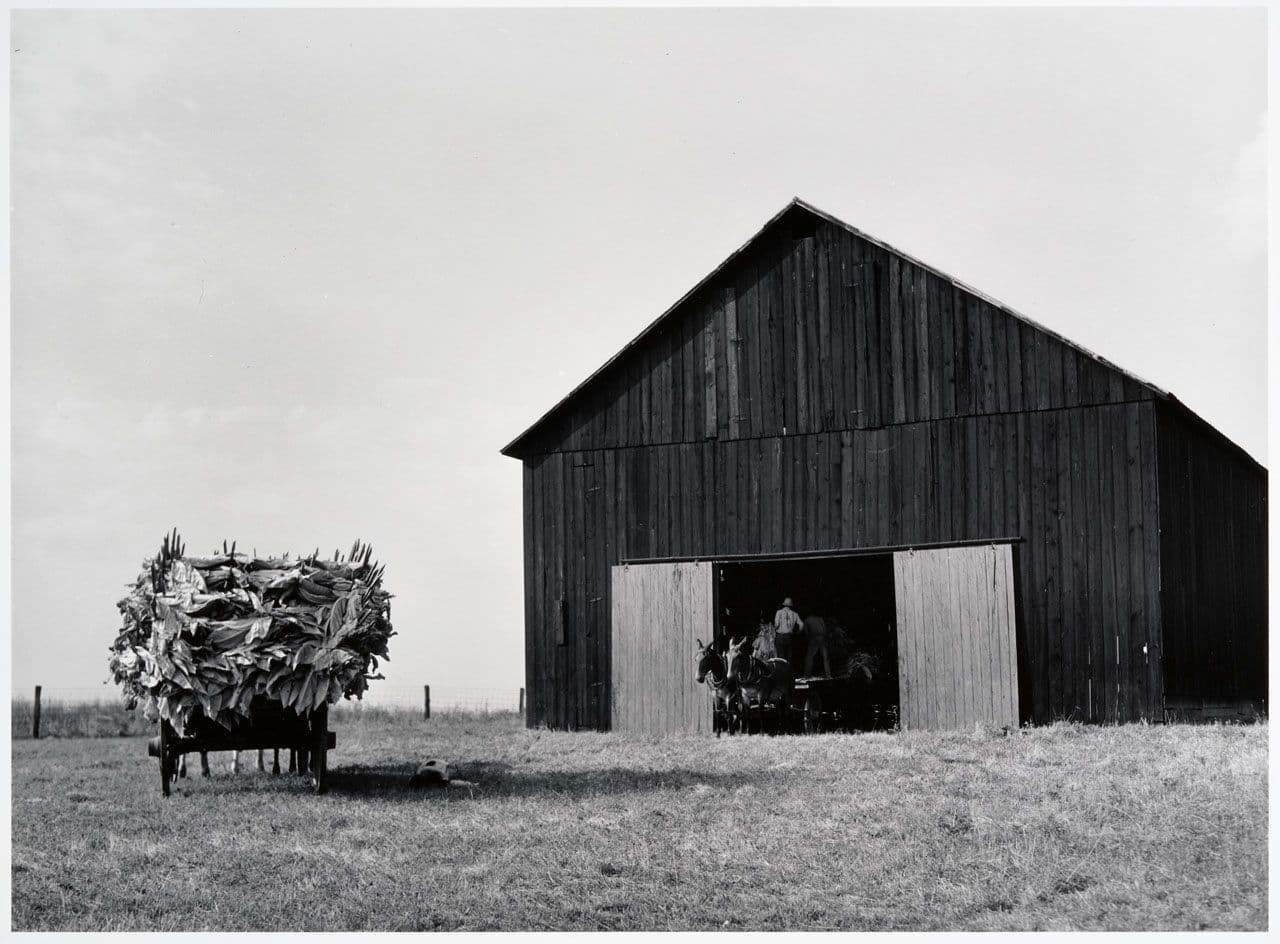 Air-cured tabacco barn, Lexington, Kentucky
Marion Post Wolcott
20th Century
2017.19.7 Air-cured tabacco barn, Lexington, Kentucky
Marion Post Wolcott
20th Century
2017.19.7