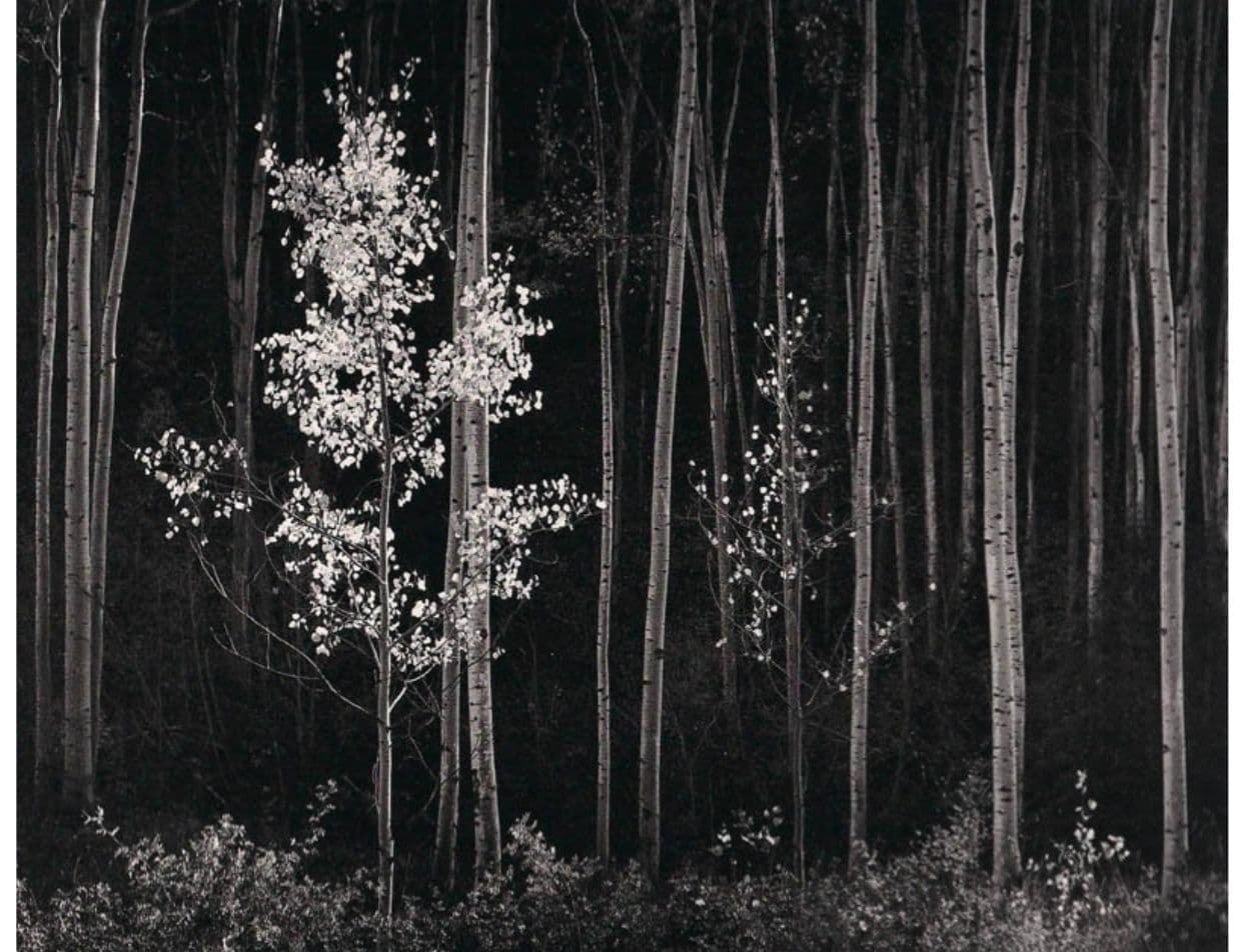 Aspens, New Mexico (Horizontal)
Ansel  Adams 
20th Century
